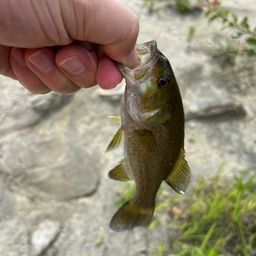 スモールマウスバス