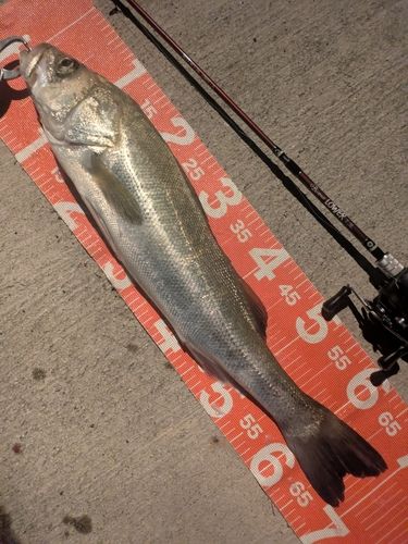 シーバスの釣果