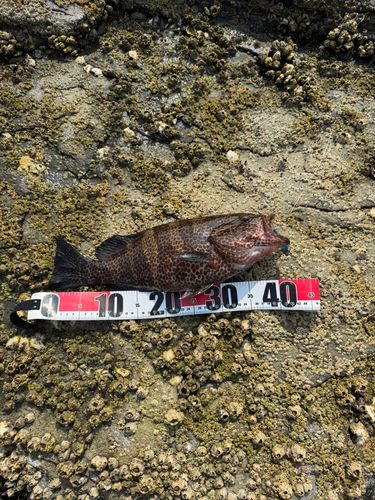 オオモンハタの釣果