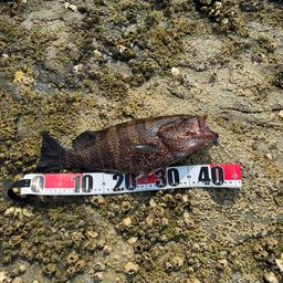 オオモンハタ