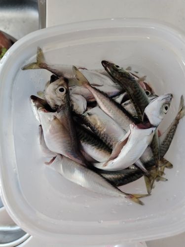 サバの釣果