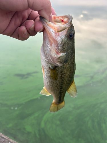 ラージマウスバスの釣果