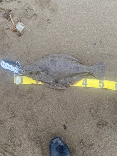 ヒラメの釣果