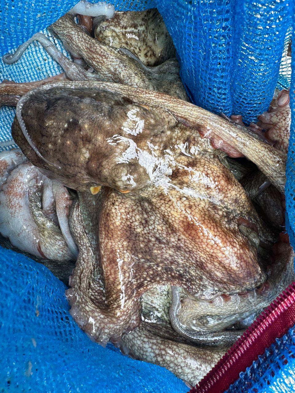 わんこわんさんの釣果 2枚目の画像