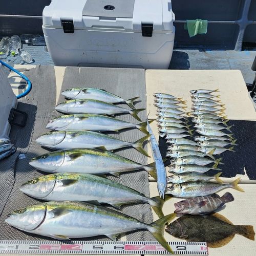 ブリの釣果