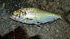 コノシロの釣果