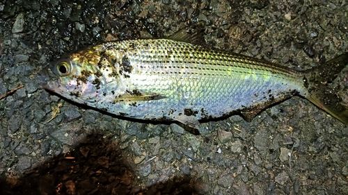 コノシロの釣果