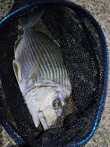 ヘダイの釣果