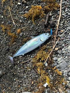マルソウダの釣果