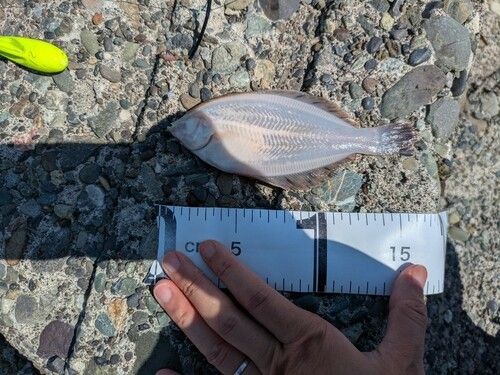 クロガシラガレイの釣果