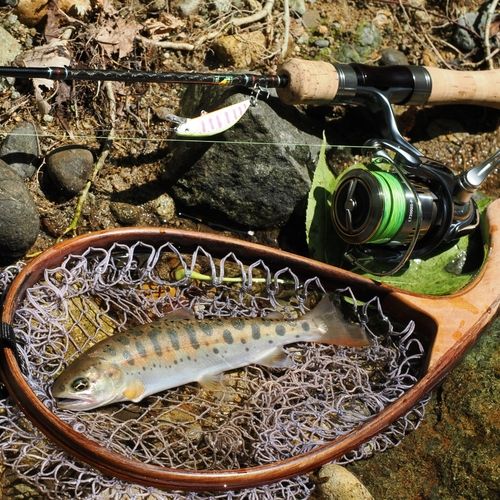 ヤマメの釣果
