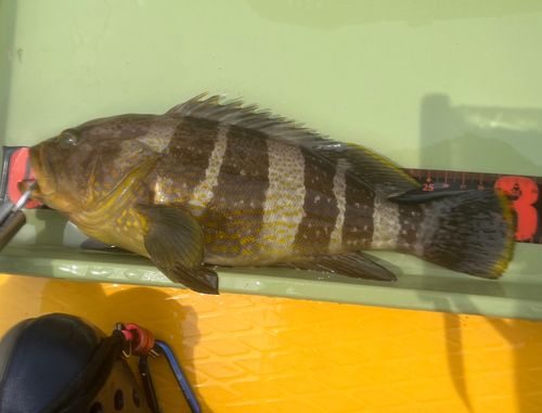 アオハタの釣果