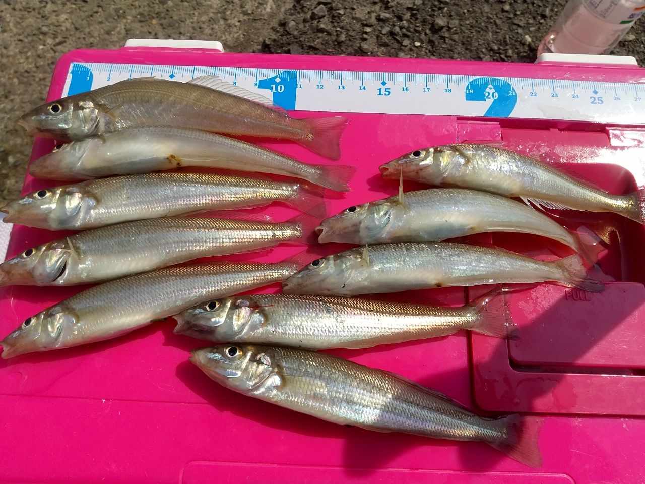 DAIWA 14プライムサーフ T 25号-425・Wの最安値・インプレ・釣果
