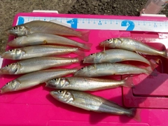 シロギスの釣果