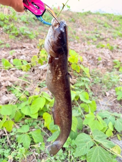 ナマズの釣果