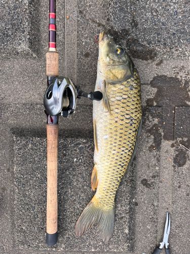 コイの釣果