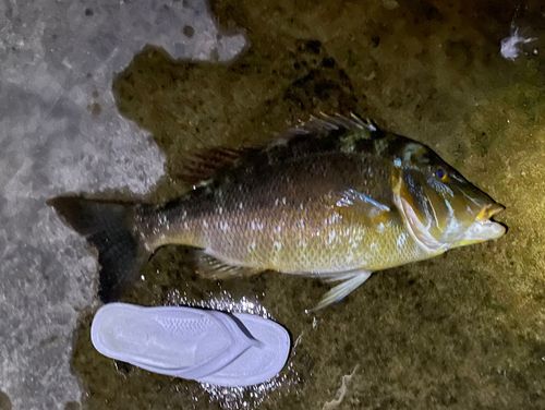 ハマフエフキの釣果