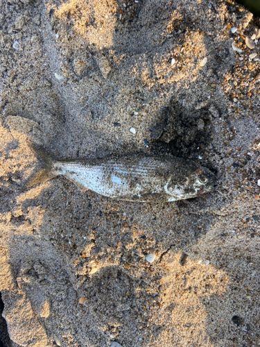 コノシロの釣果