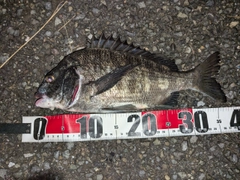 クロダイの釣果