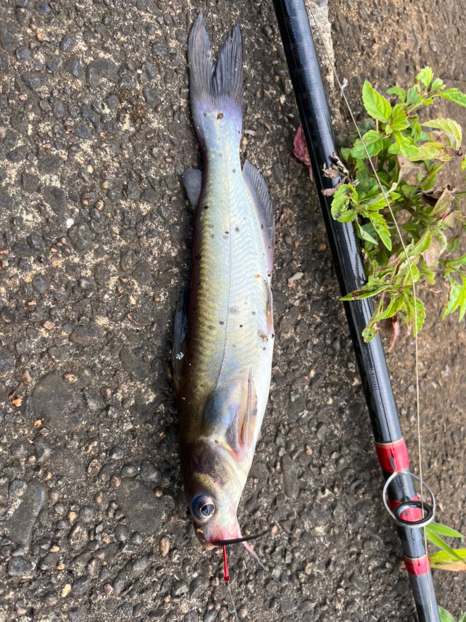 アメリカンキャットフィッシュ