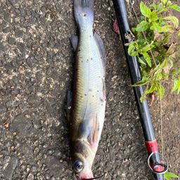 アメリカンキャットフィッシュ