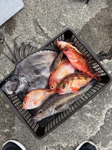 カガミダイの釣果