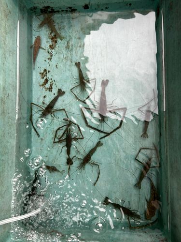 テナガエビの釣果