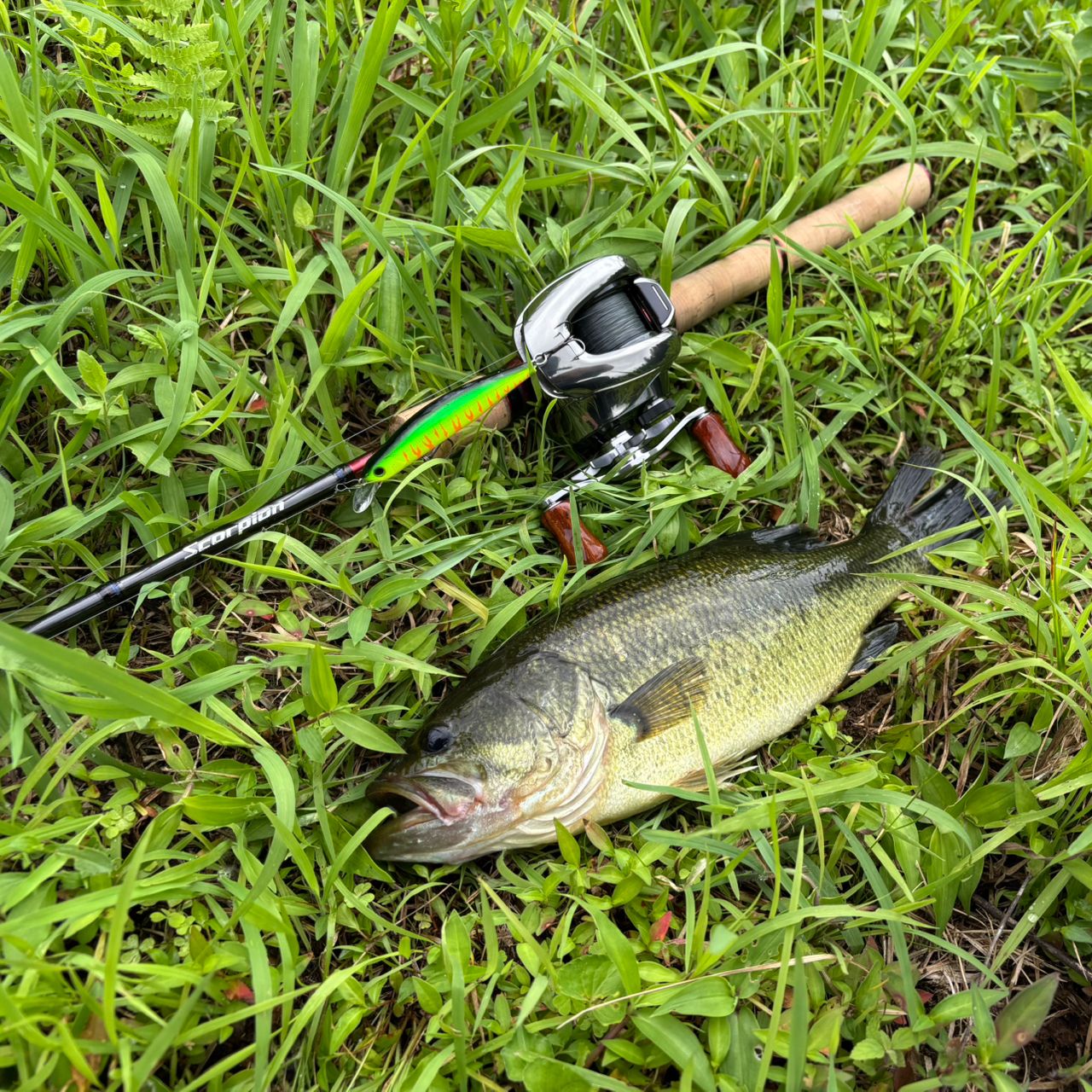 SHIMANO 19スコーピオン 1600SS-2の最安値・インプレ・釣果