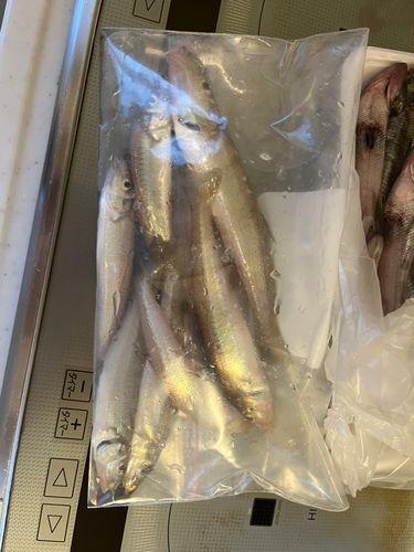 キスの釣果