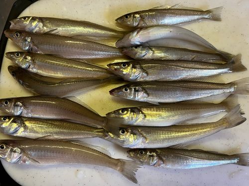 シロギスの釣果