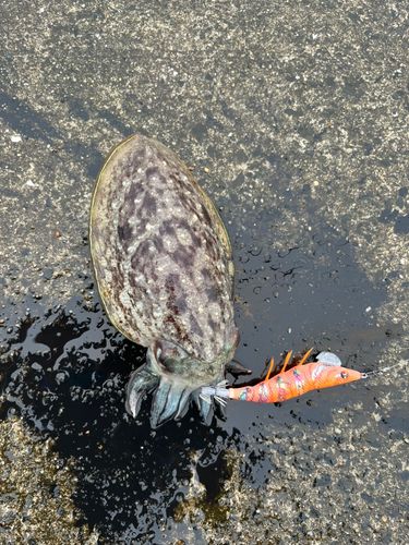 スミイカの釣果