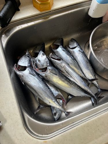 ソウダガツオの釣果