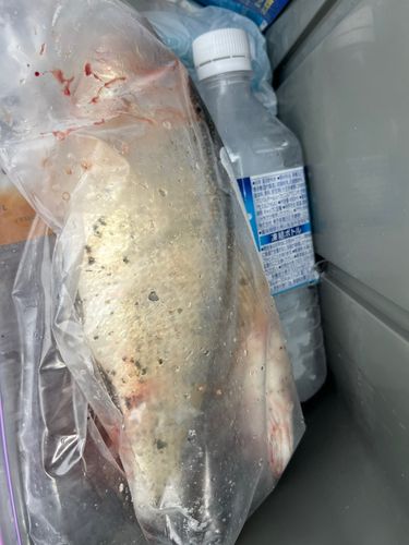 イシモチの釣果