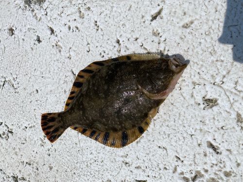 マツカワの釣果