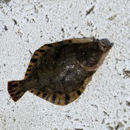 マツカワ