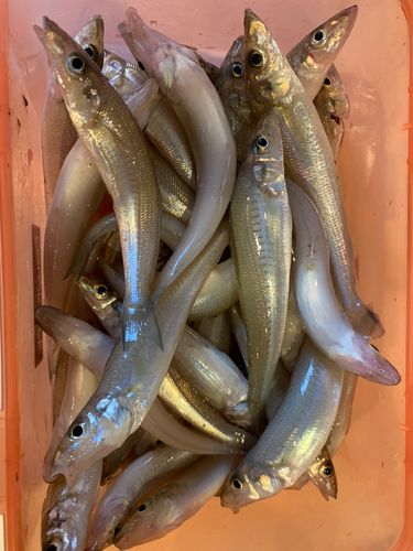 キスの釣果