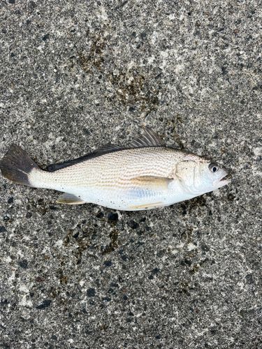 イシモチの釣果
