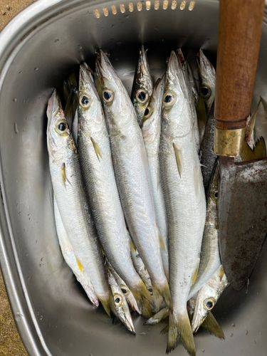 カマスの釣果