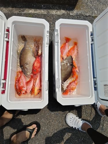 ウマヅラハギの釣果