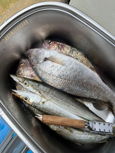 カマスの釣果