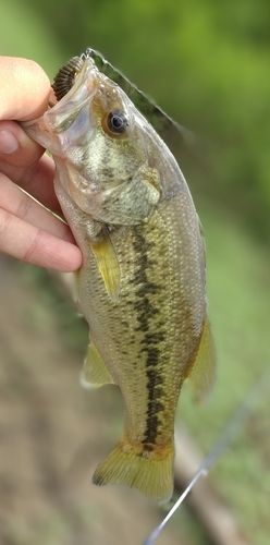 ブラックバスの釣果