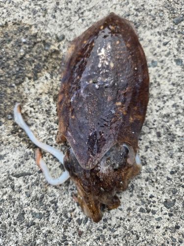 コウイカの釣果