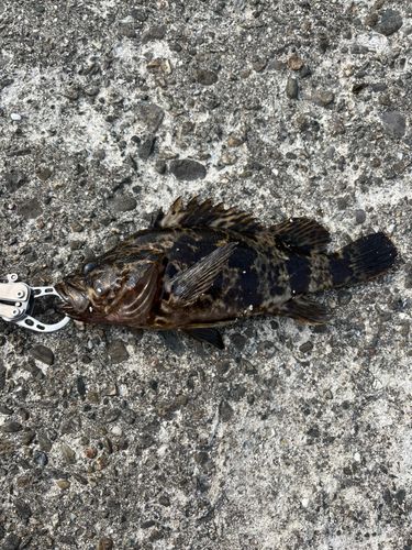 タケノコメバルの釣果