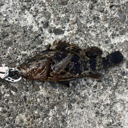 タケノコメバル