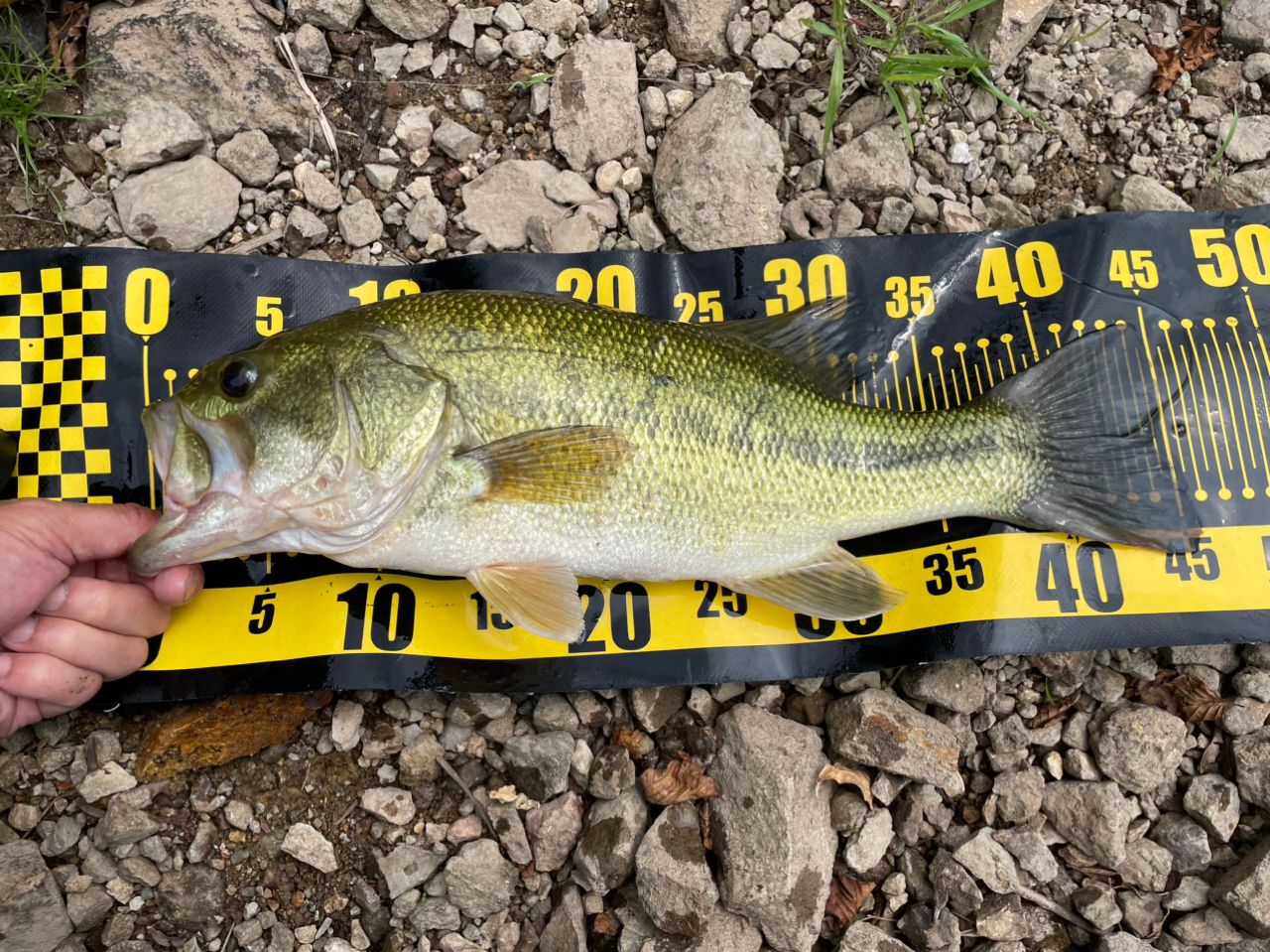 ラージマウスバス