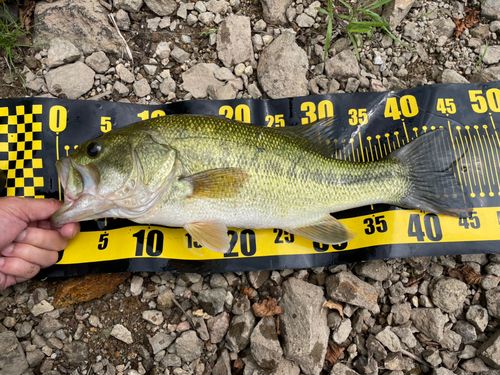 ラージマウスバスの釣果