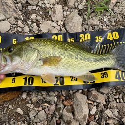 ラージマウスバス