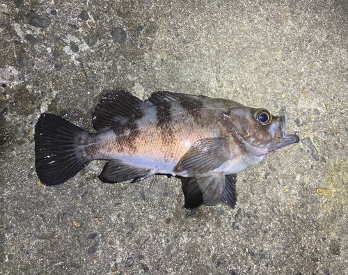 メバルの釣果