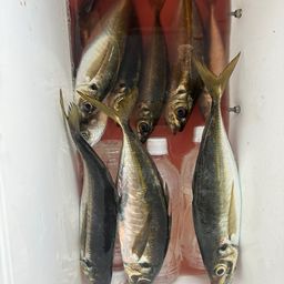 アジ