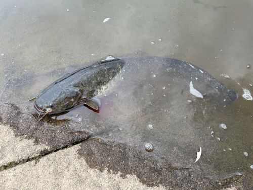 ナマズの釣果
